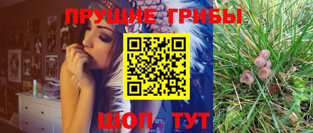 Псилоцибиновые грибы Psilocybe Ногинск